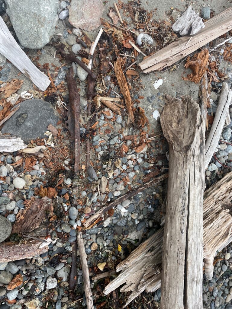 a pile of wood and leaves (MyCoast AI)