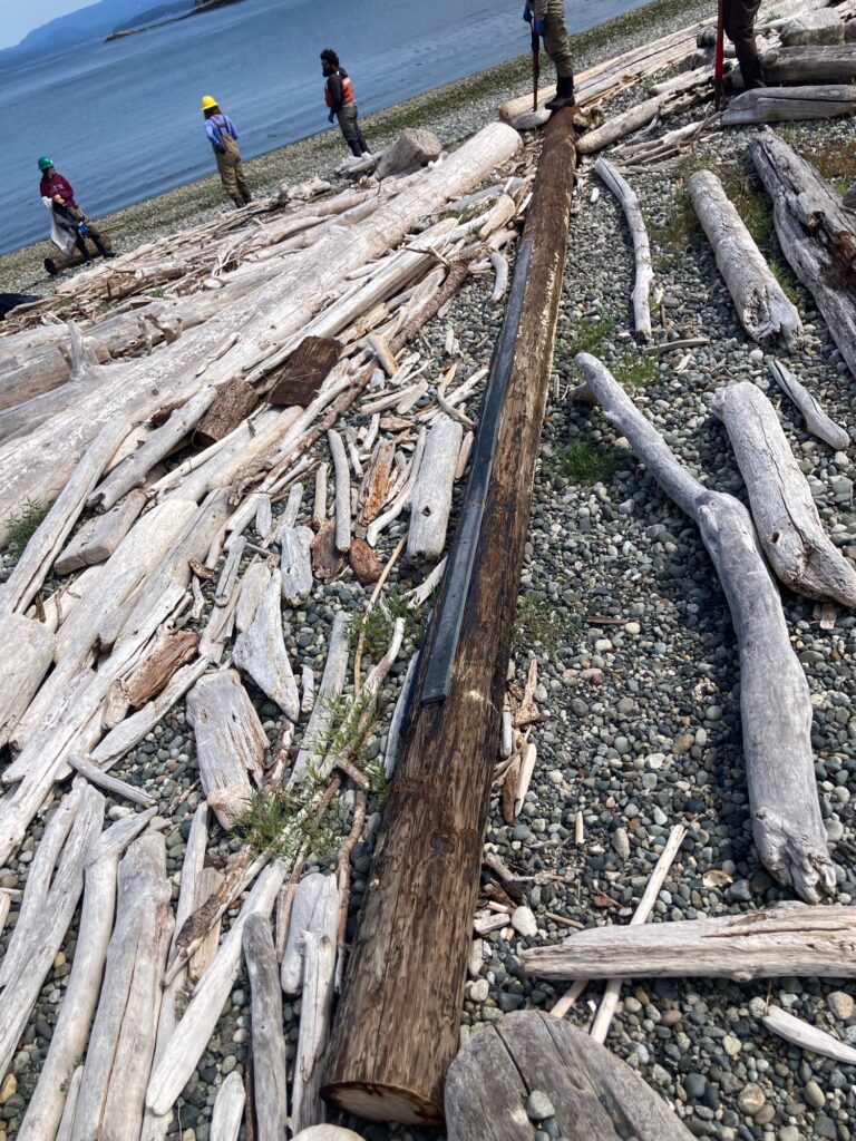 a group of people standing on a beach with logs (MyCoast AI)