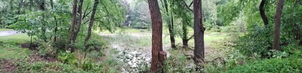 a stream in a forest (MyCoast AI)