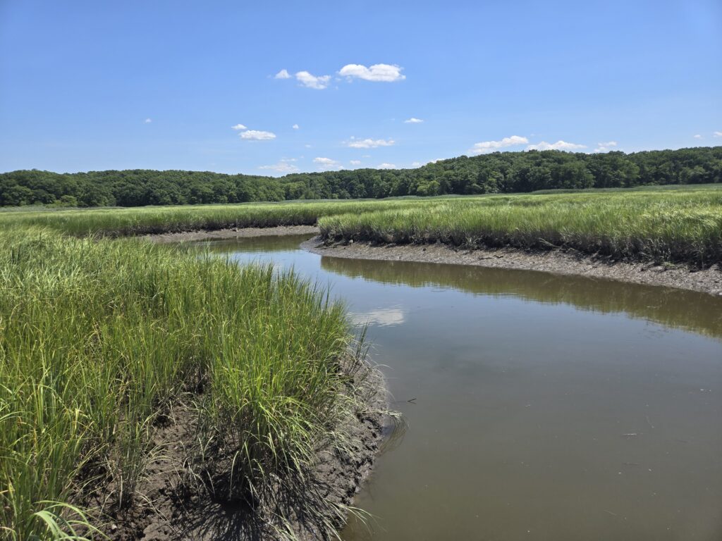 a river with grass and trees (MyCoast AI)