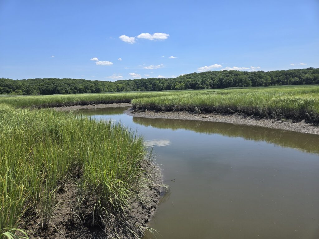 a river with grass and trees (MyCoast AI)