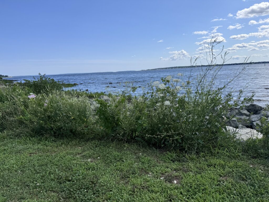 a grassy area with water in the background (MyCoast AI)