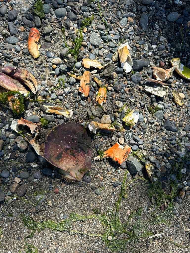 a group of small rocks (MyCoast AI)