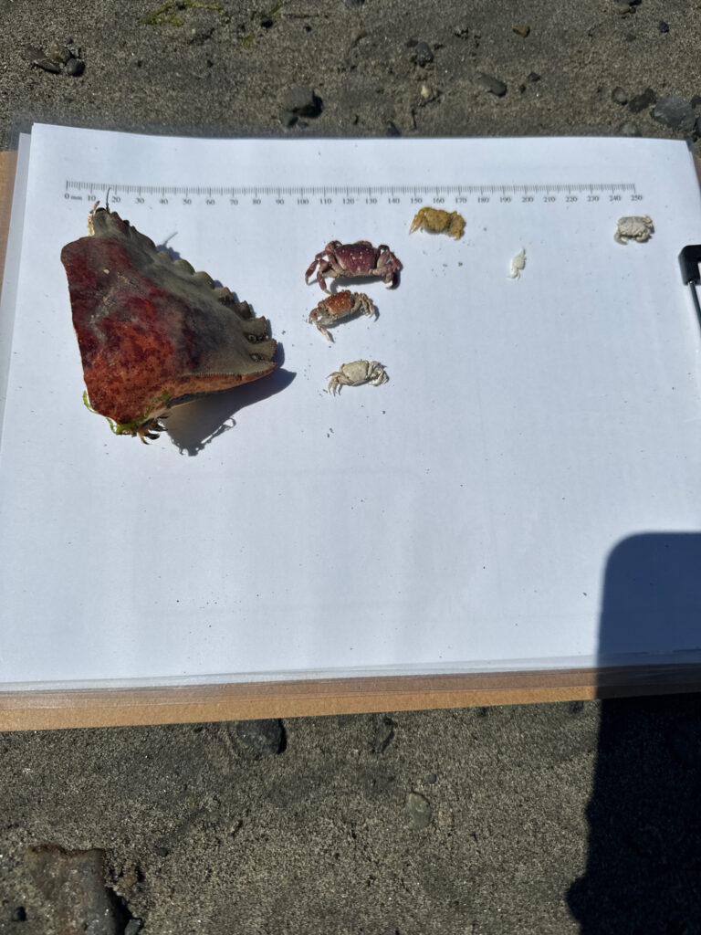 a group of insects on a white board (MyCoast AI)