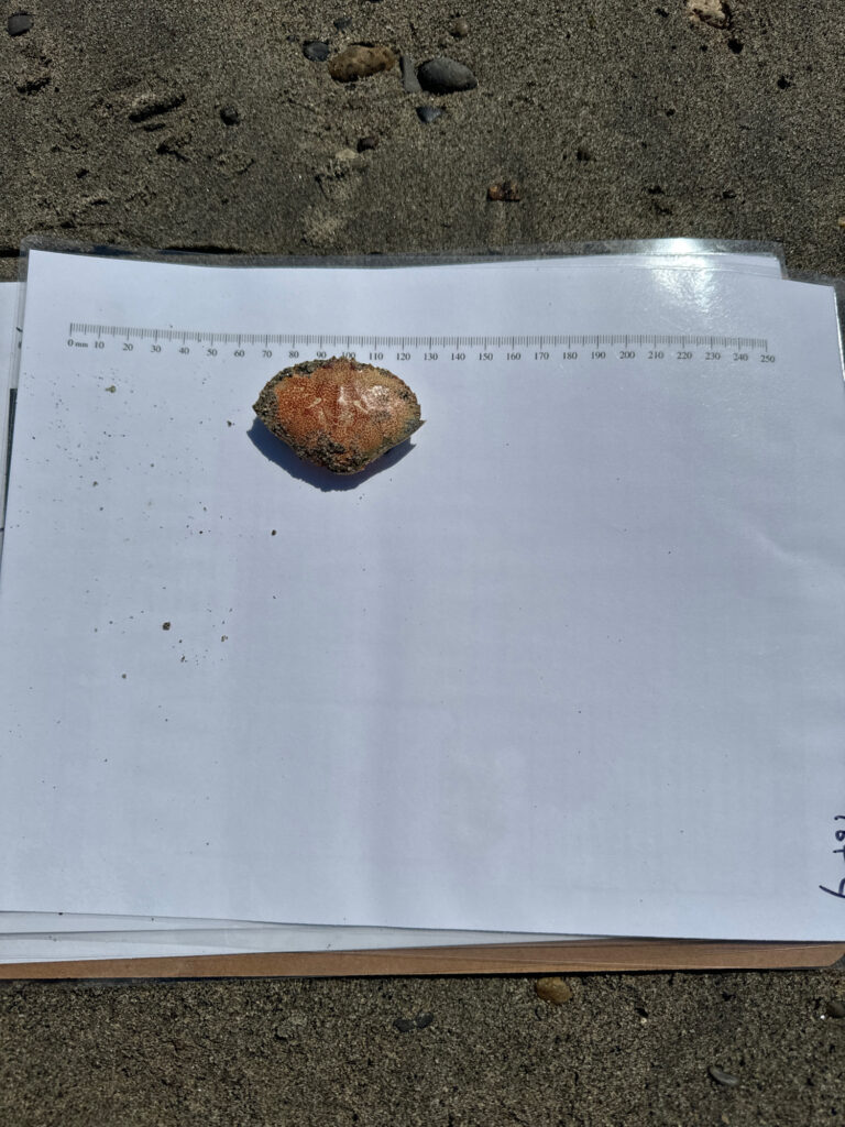 a piece of paper with a picture of a seashell on it (MyCoast AI)