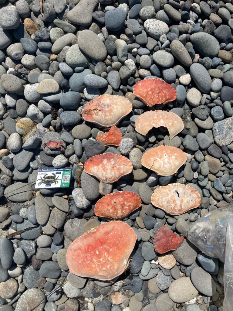 a pile of rocks (MyCoast AI)