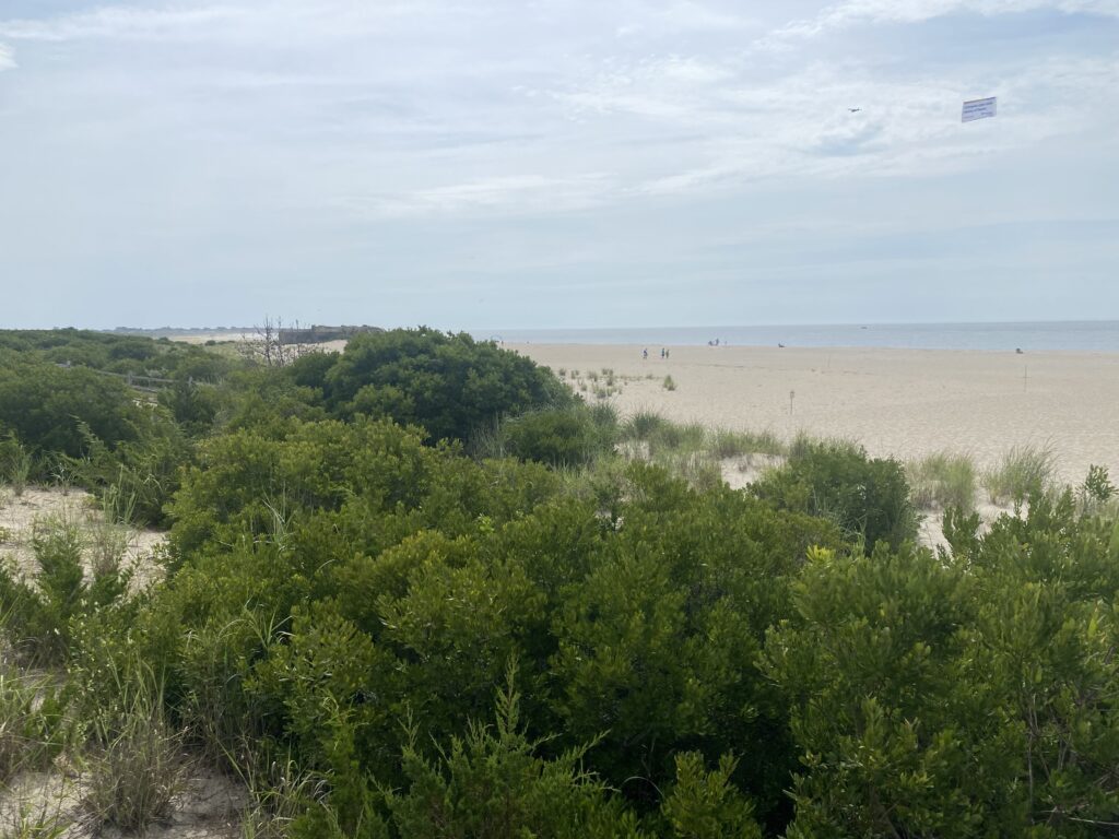 a beach with trees and bushes (MyCoast AI)