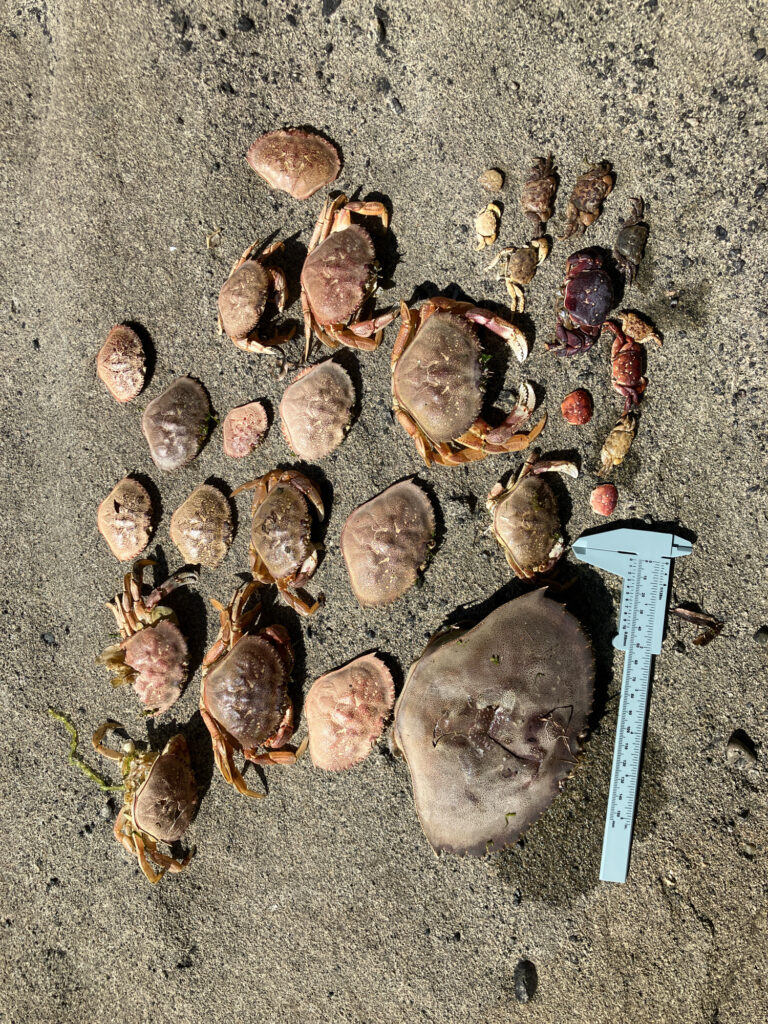 a pile of brown and white objects (MyCoast AI)