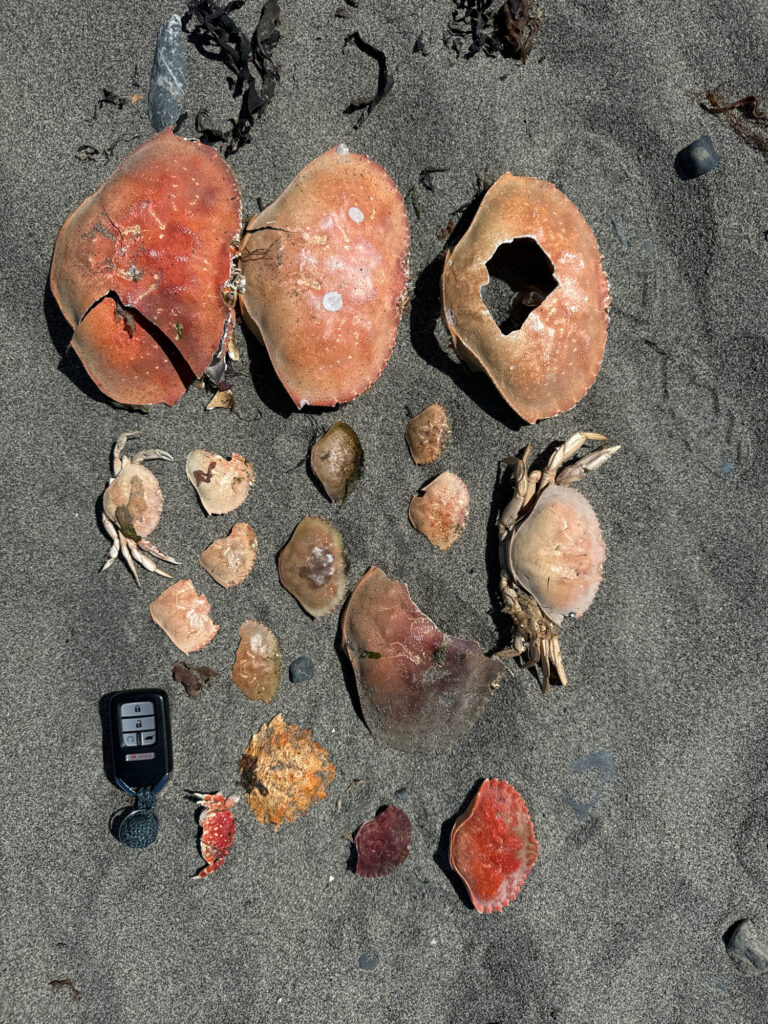 a group of seashells on the sand (MyCoast AI)