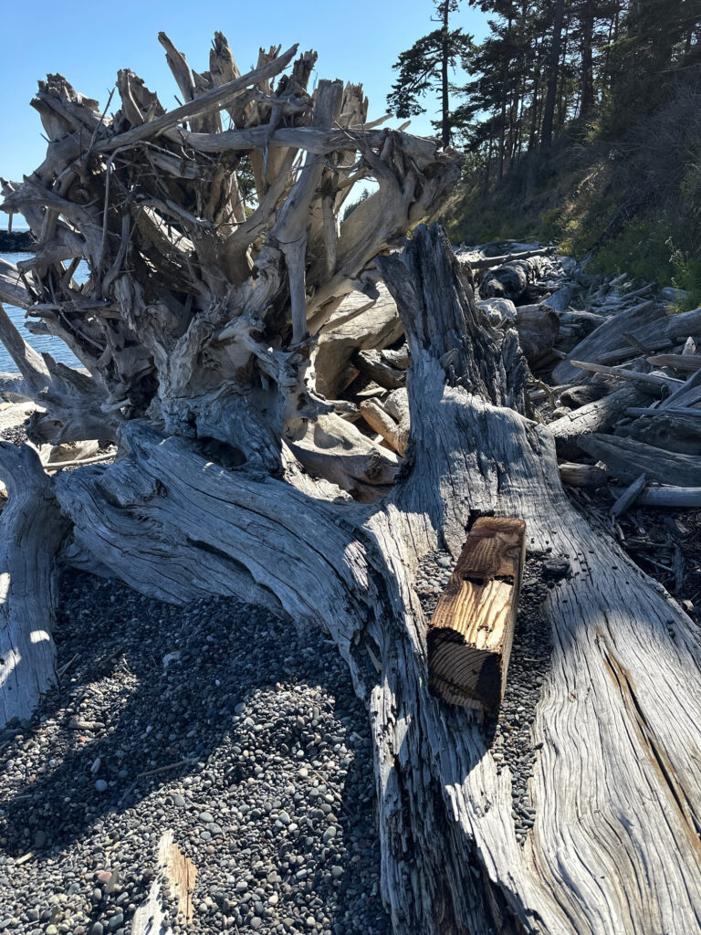 a pile of cut down trees (MyCoast AI)