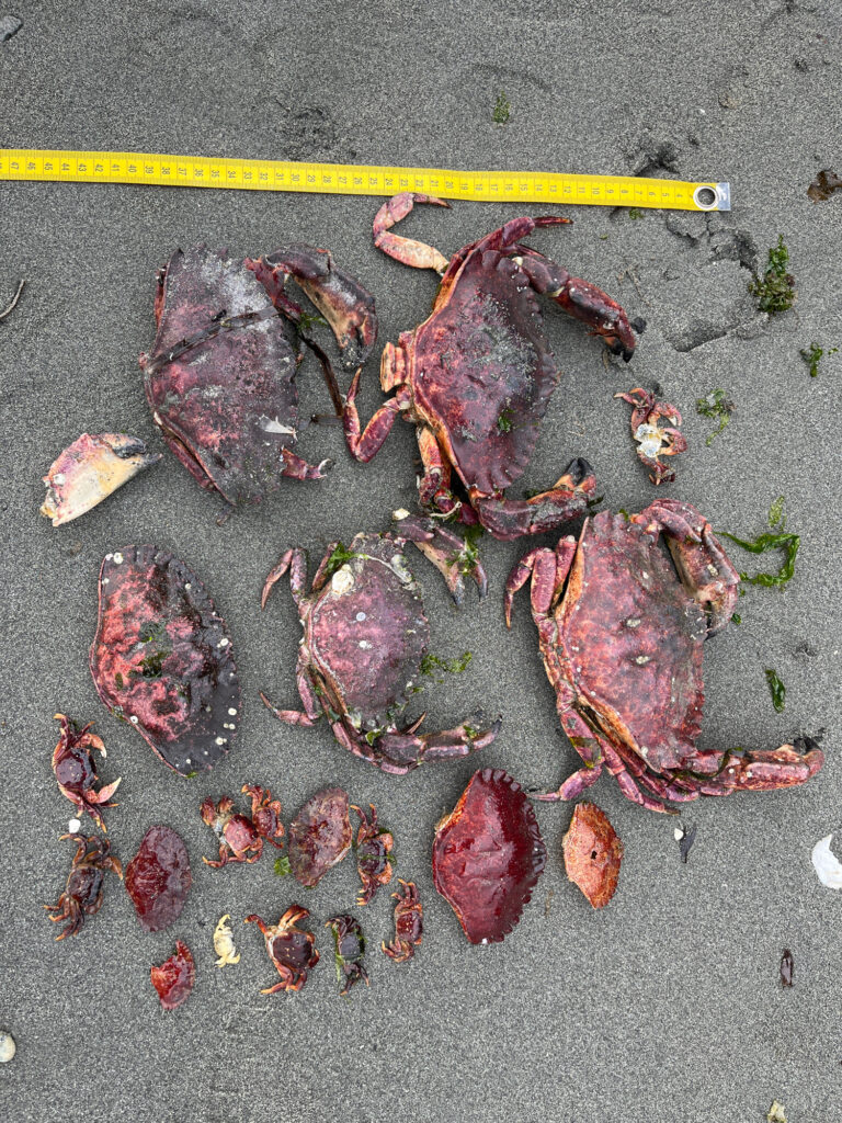 a group of red and brown objects on a concrete surface (MyCoast AI)