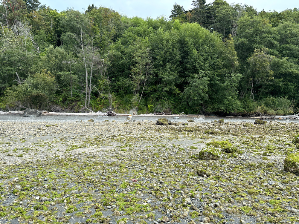 a river with rocks and trees (MyCoast AI)