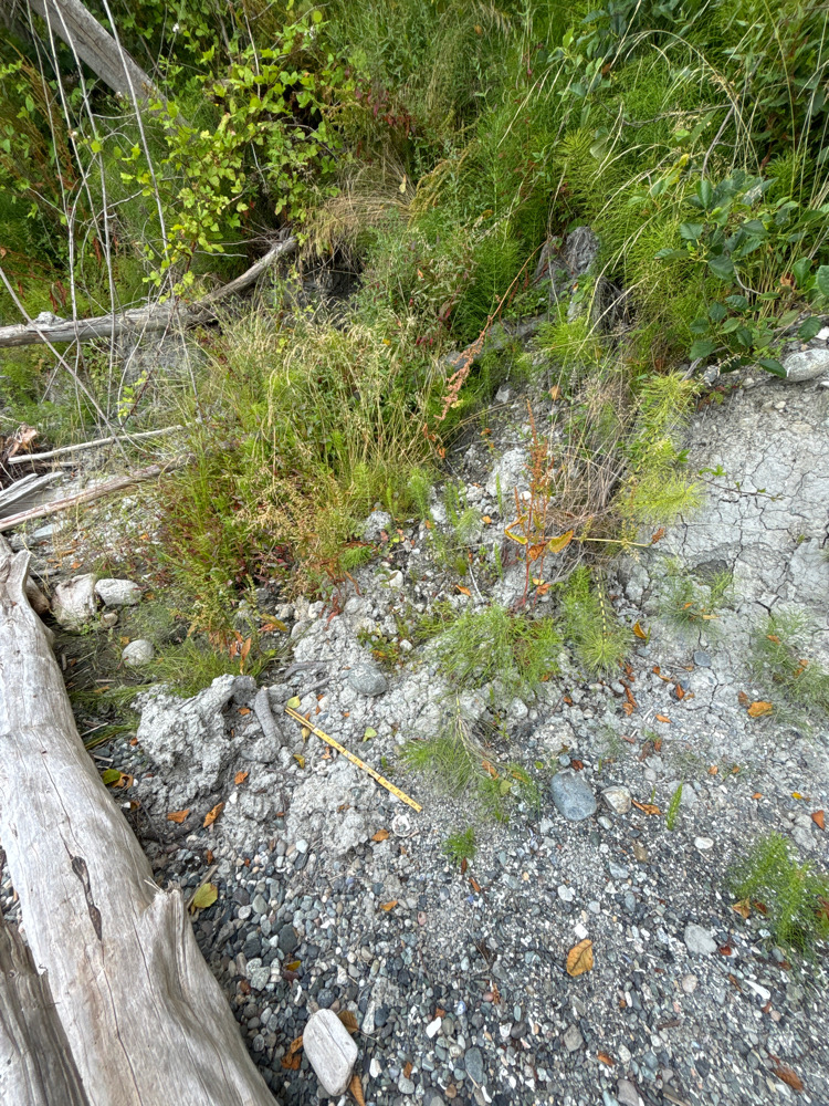 a stream with rocks and plants (MyCoast AI)