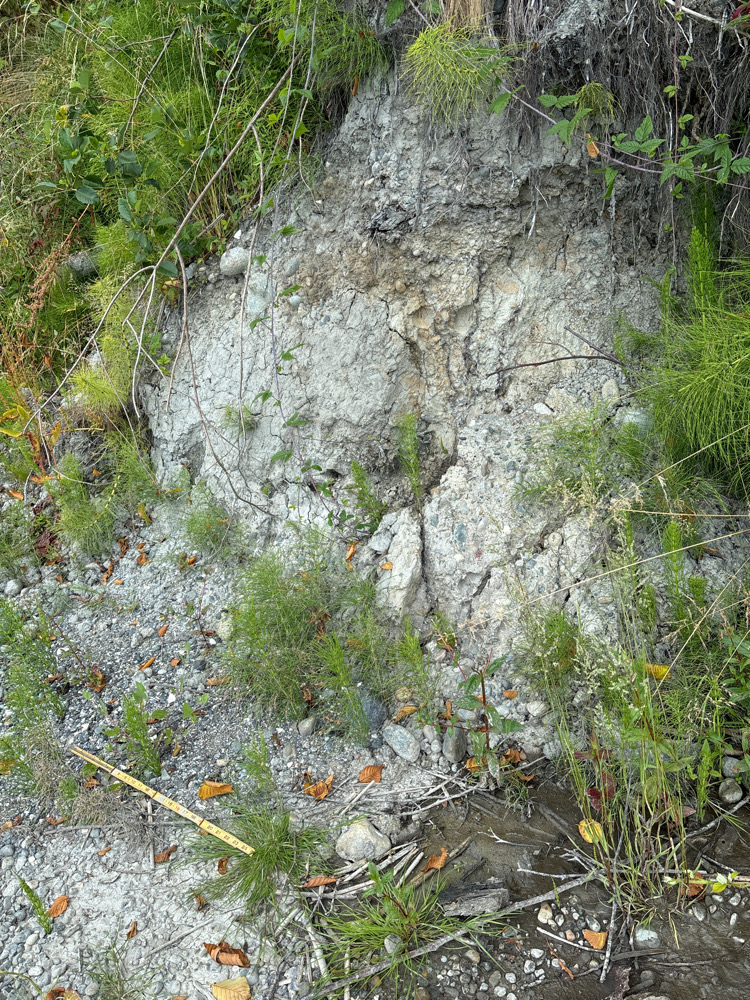 a large rock with moss growing on it (MyCoast AI)