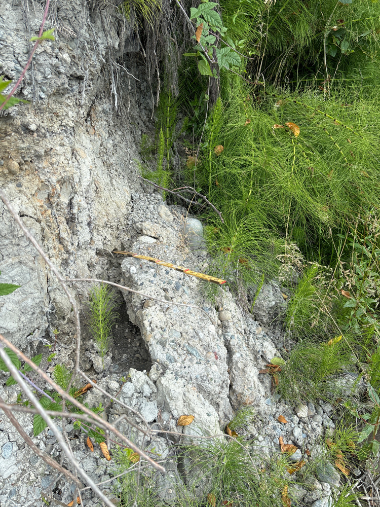 a lizard on a rock (MyCoast AI)