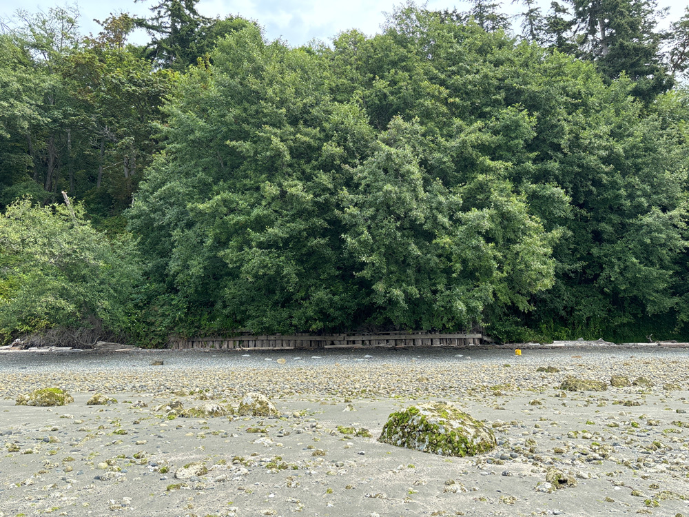 a body of water with trees around it (MyCoast AI)