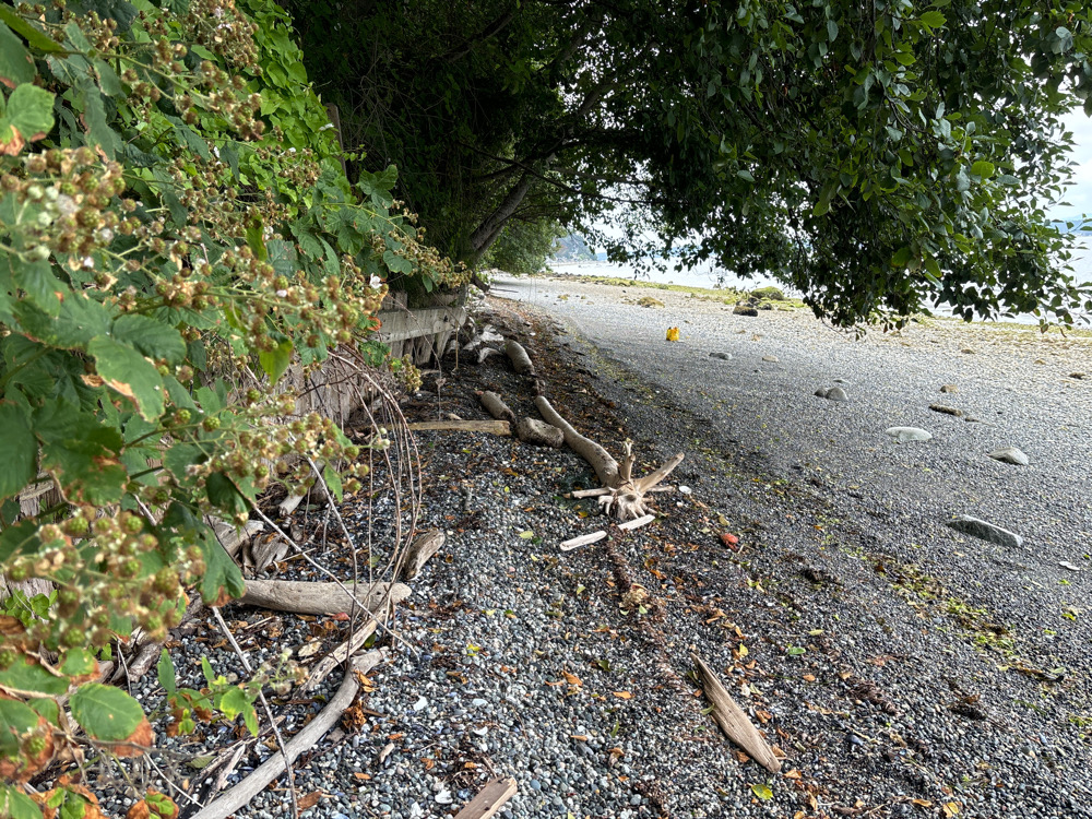 a tree fallen over (MyCoast AI)