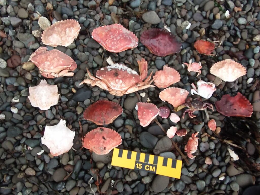 a pile of red and white rocks (MyCoast AI)