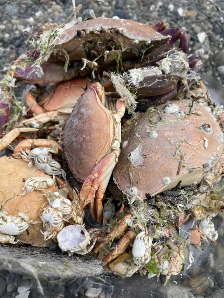a pile of mushrooms (MyCoast AI)