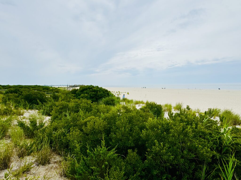 a landscape with bushes and trees (MyCoast AI)