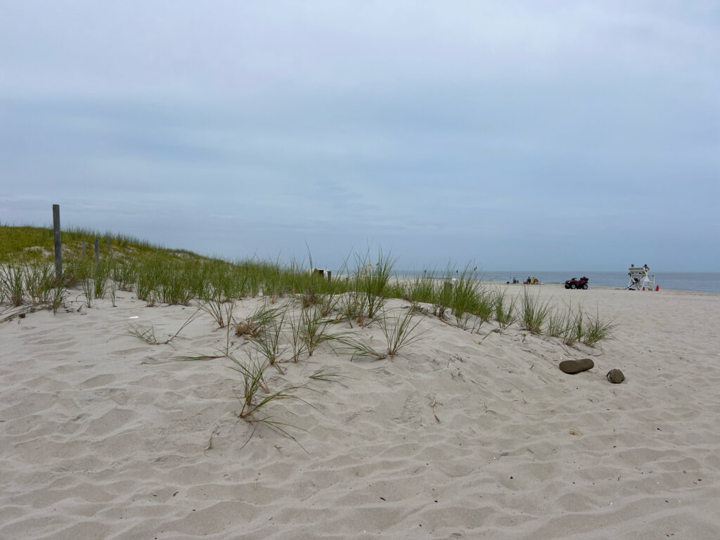 a sandy beach with plants and water in the background (MyCoast AI)