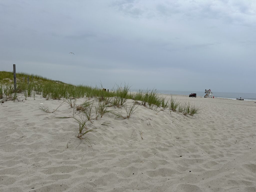 a sandy beach with plants and a body of water in the background (MyCoast AI)