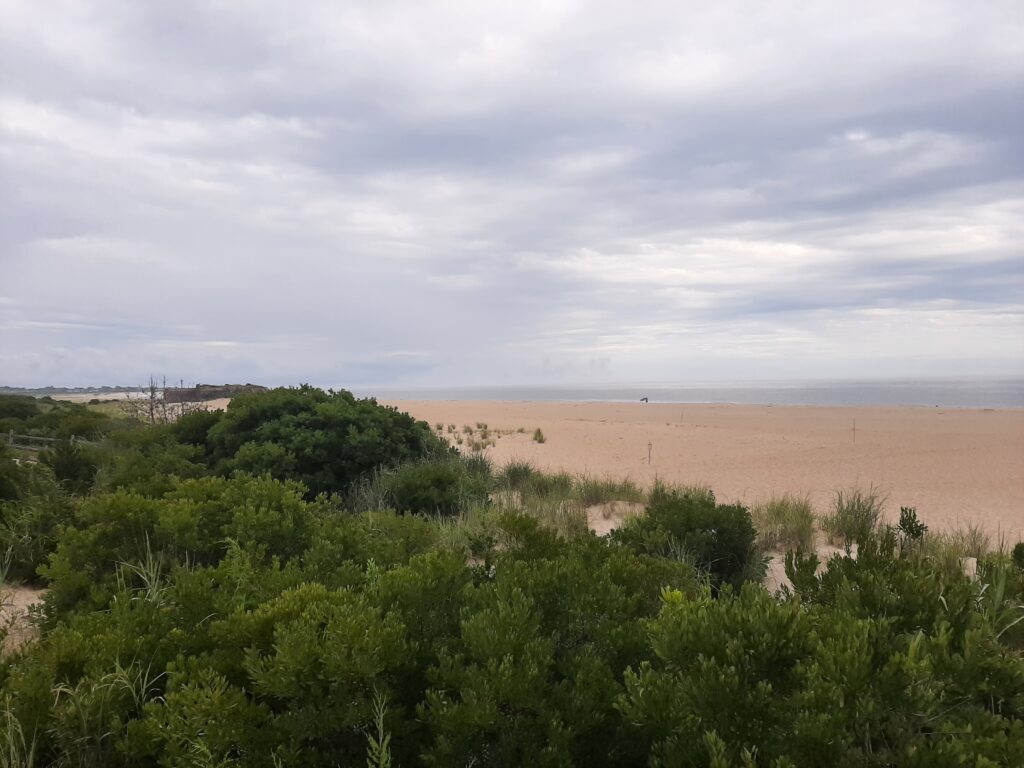 a landscape with trees and bushes (MyCoast AI)