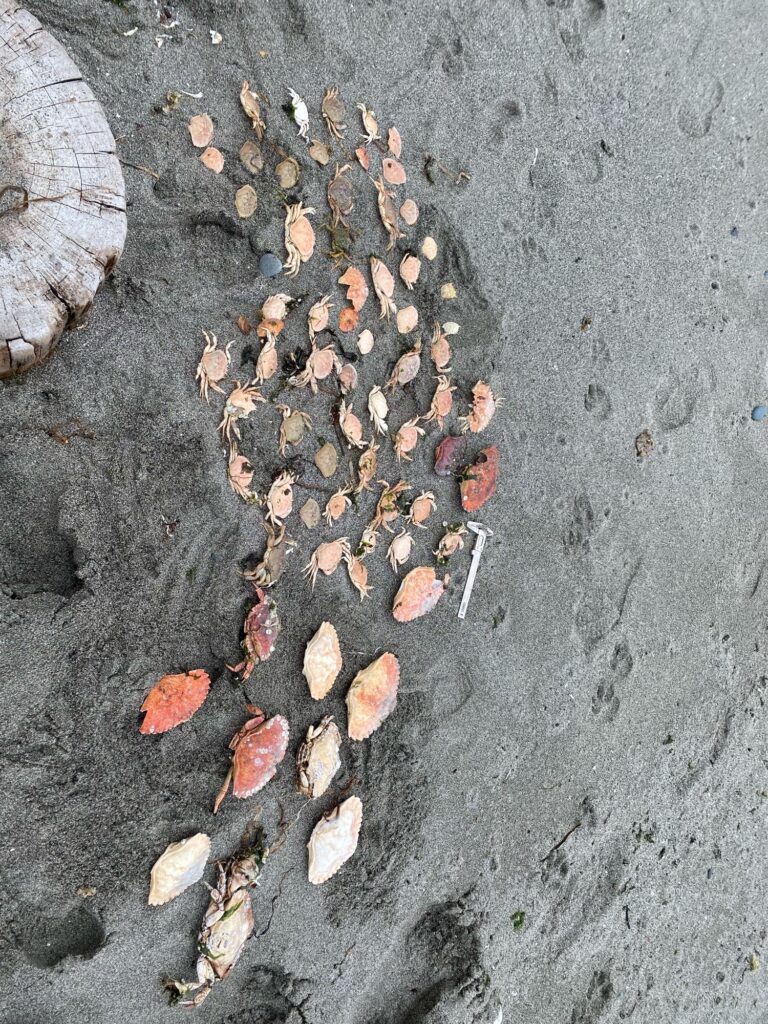 a pile of leaves on the ground (MyCoast AI)