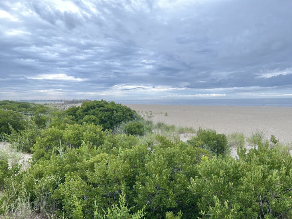 a beach with bushes and trees (MyCoast AI)