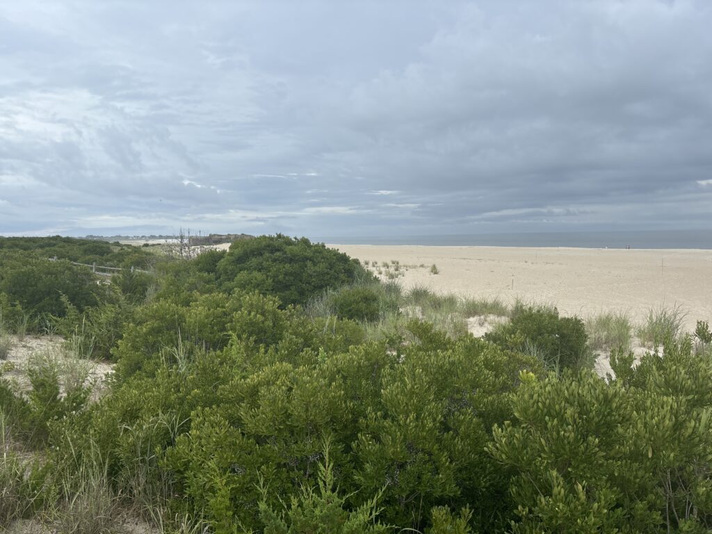 a landscape with trees and bushes (MyCoast AI)