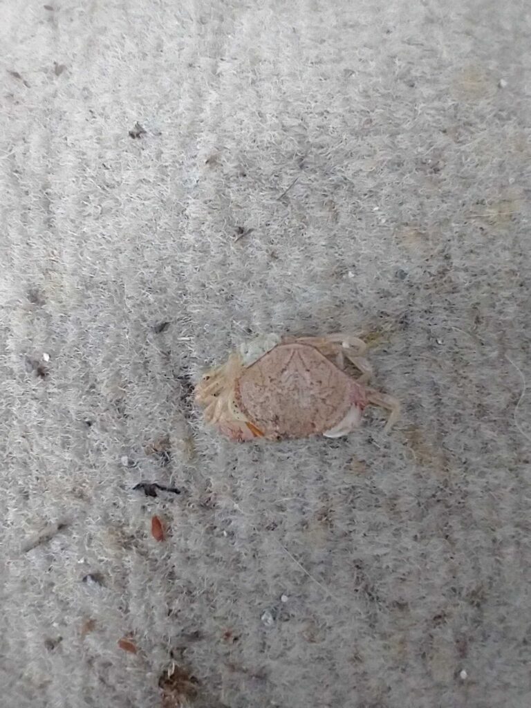 a turtle on the ground (MyCoast AI)
