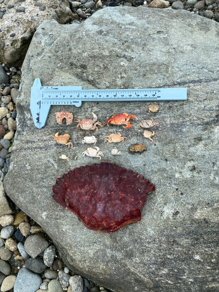 a stone with a ruler and a rock with a red substance on it (MyCoast AI)