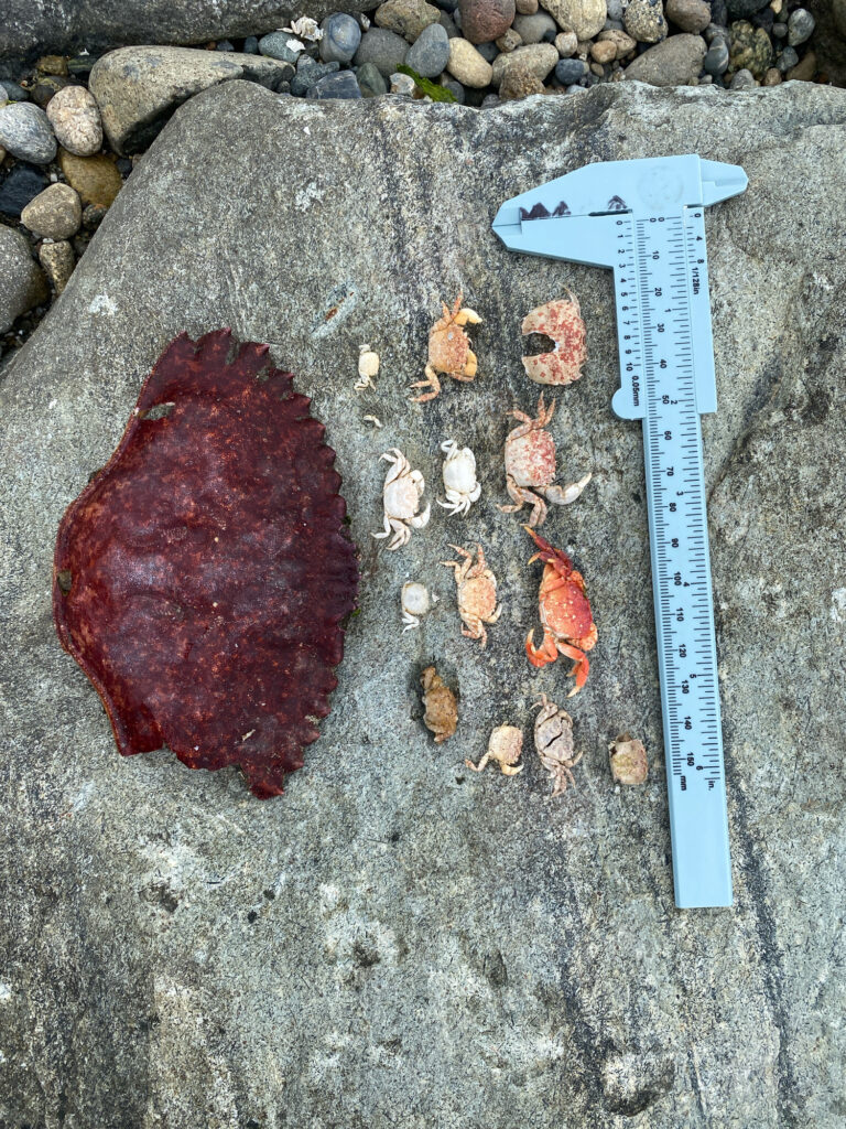 a group of fish on a rock (MyCoast AI)