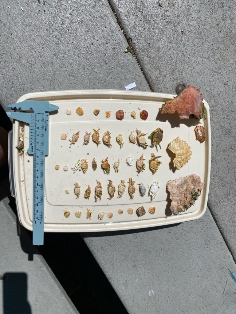 a white container with brown objects in it (MyCoast AI)