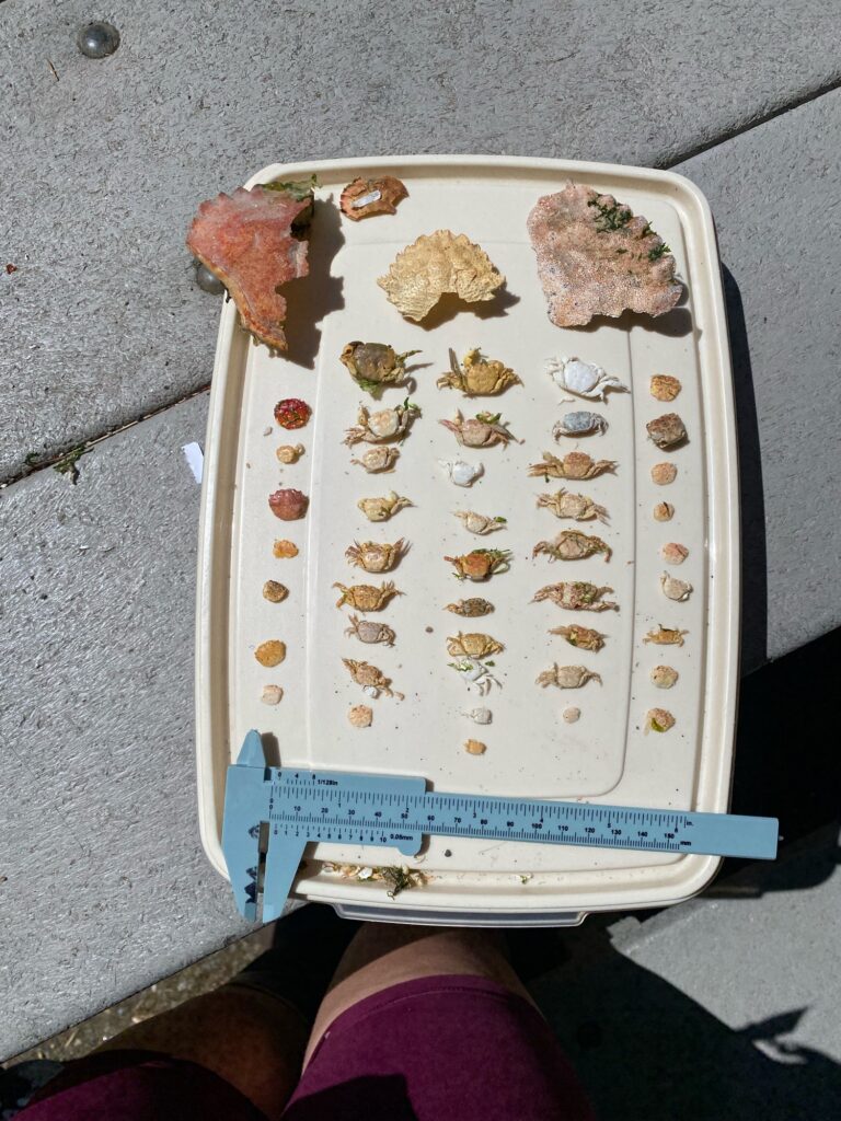 a tray of food (MyCoast AI)
