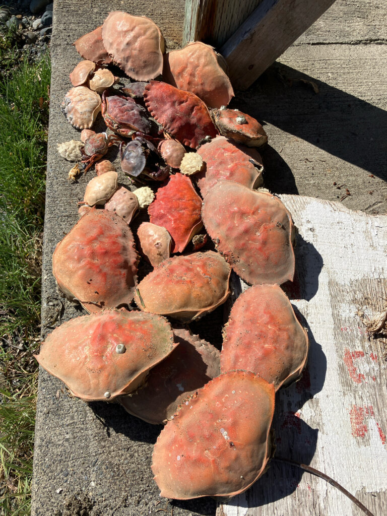 a pile of mushrooms (MyCoast AI)