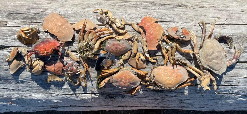 a group of crabs on a dock (MyCoast AI)