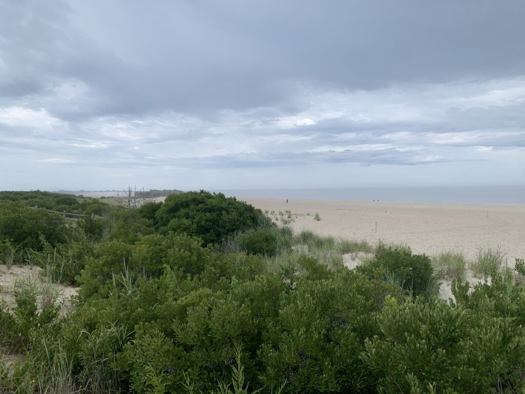 a field of green plants (MyCoast AI)