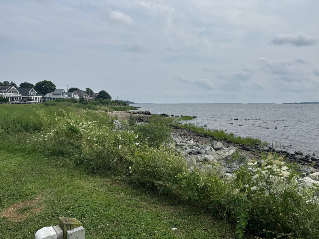 a grassy area next to a body of water (MyCoast AI)