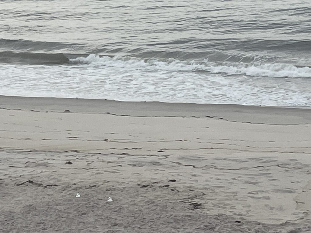 waves crashing on a beach (MyCoast AI)