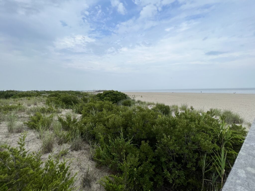 a sandy beach with bushes and trees (MyCoast AI)