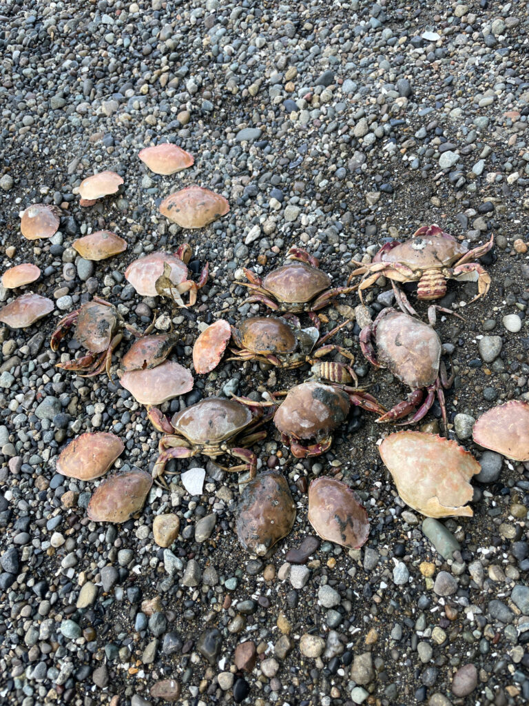 a group of sea shells on a rocky beach (MyCoast AI)