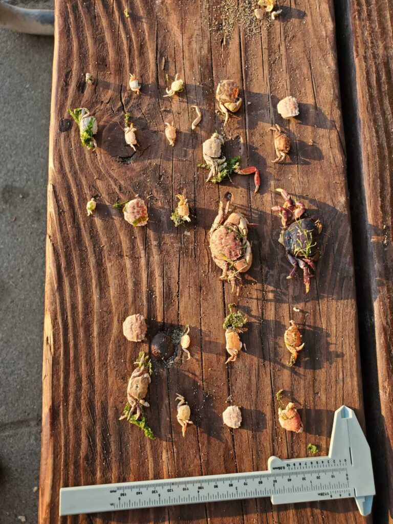 a group of bees on a wood surface (MyCoast AI)