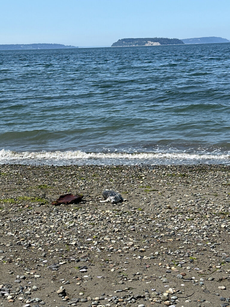a rocky beach with a body of water in the background (MyCoast AI)