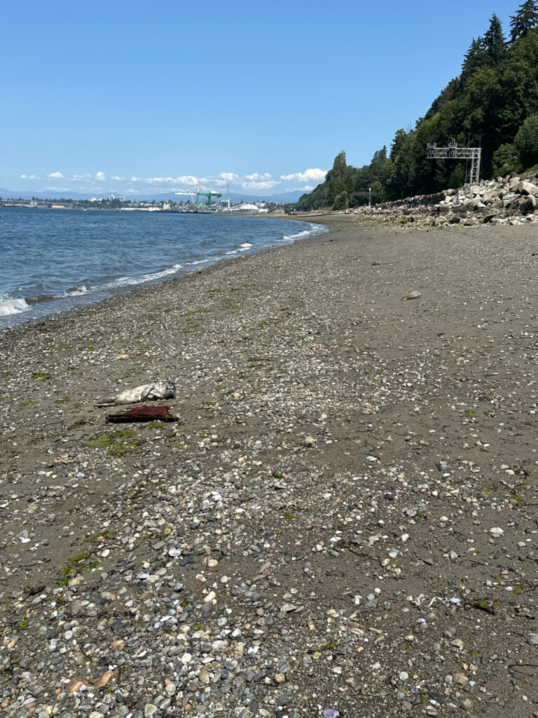 a rocky beach with trees and water (MyCoast AI)