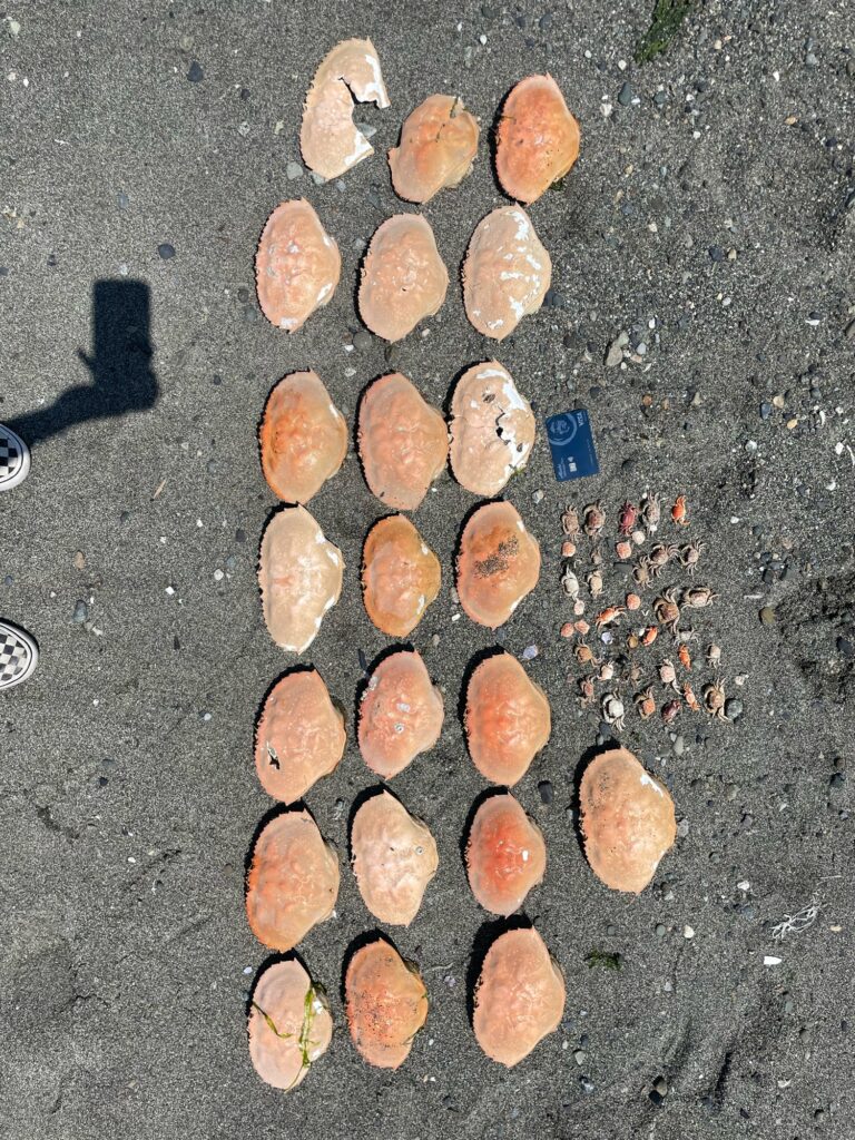 a group of rocks on the ground (MyCoast AI)