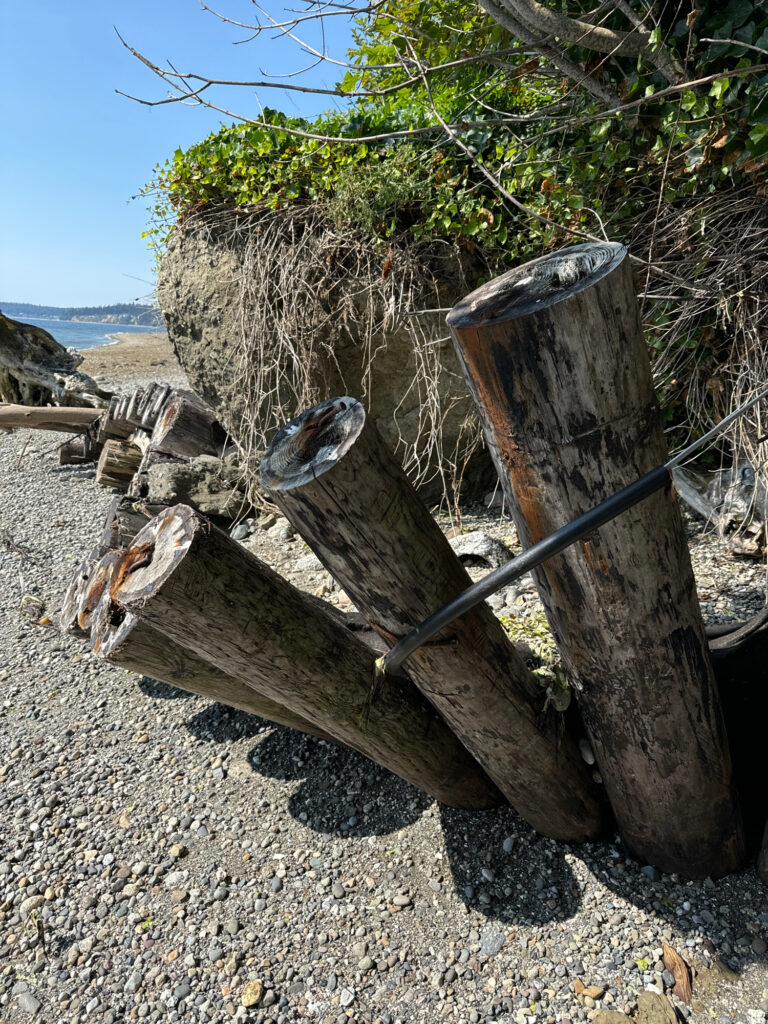 a tree stump with a wheel (MyCoast AI)