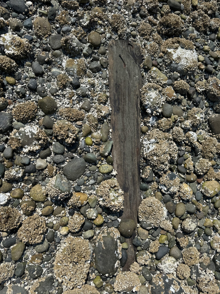 a close-up of a rocky area (MyCoast AI)
