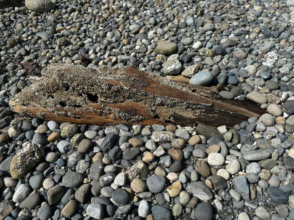 a snake on a rocky surface (MyCoast AI)