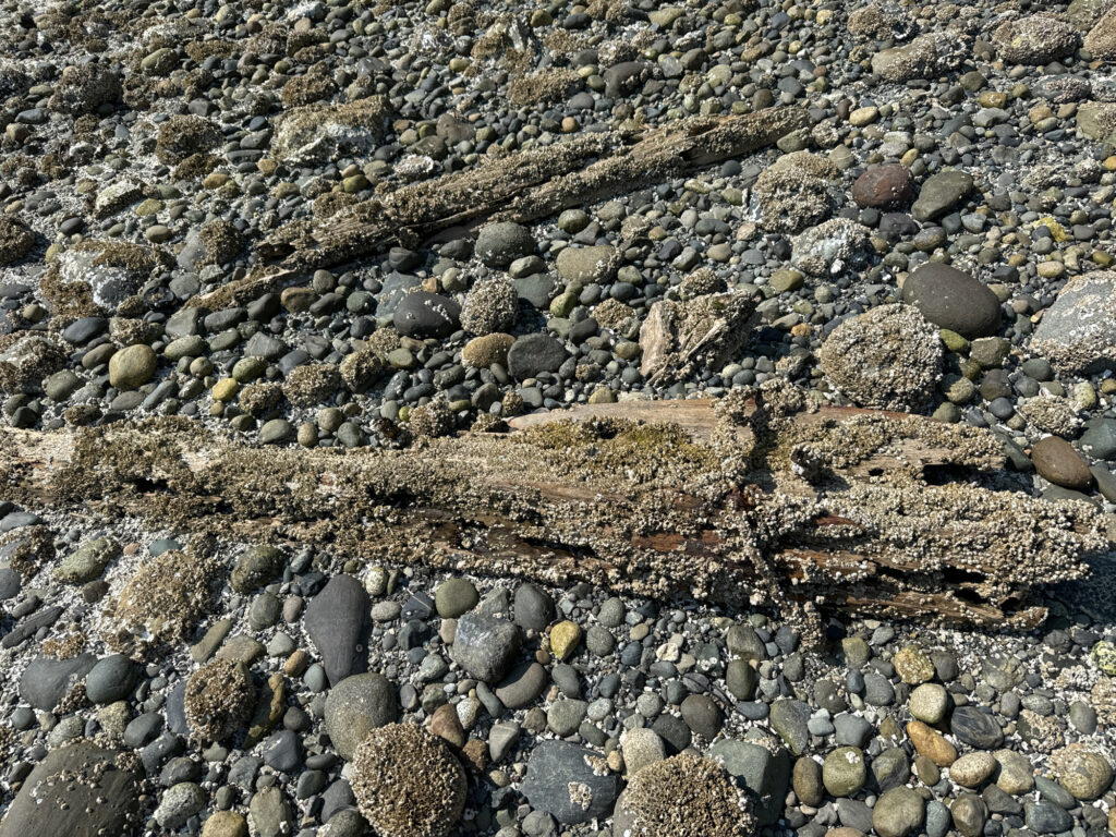 a rocky area with small rocks (MyCoast AI)